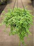 8" Pilea Baby Tears HB